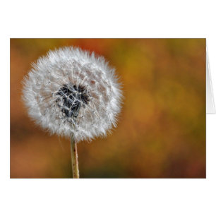 Dandelion Seed Head
