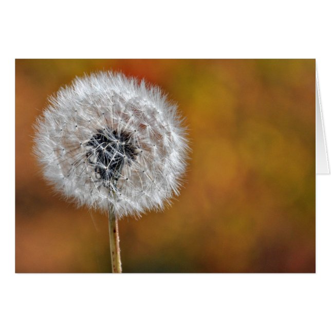 Dandelion Seed Head (Voorkant Horizontaal)