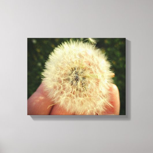 Dandelion Seed Head Canvas maken een wens (Voorkant)