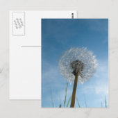 Dandelion Seed Head Post Card Briefkaart (Voorkant / Achterkant)