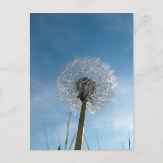 Dandelion Seed Head Post Card Briefkaart (Voorkant)