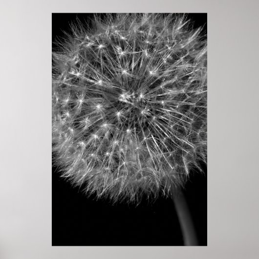 Dandelion Seed Head Poster (Voorkant)