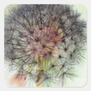 Dandelion Seed Head Vierkante Sticker