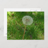 Dandelion Seed "Puff"-Briefkaart Briefkaart (Voorkant / Achterkant)