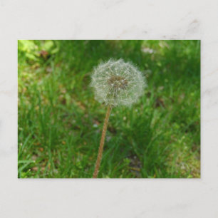 Dandelion Seed "Puff"-Briefkaart Briefkaart