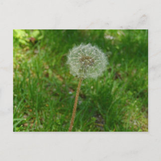 Dandelion Seed "Puff"-Briefkaart Briefkaart
