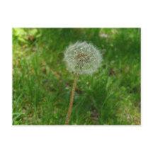 Dandelion Seed "Puff"-Briefkaart