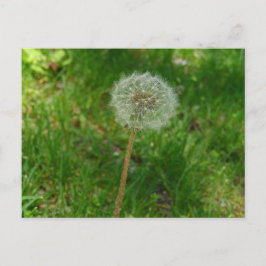 Dandelion Seed "Puff"-Briefkaart Briefkaart
