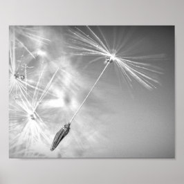 Dandelion Seed with Waterdrop Photography Wall Art Poster