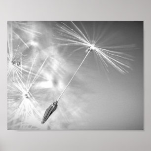 Dandelion Seed with Waterdrop Photography Wall Art Poster