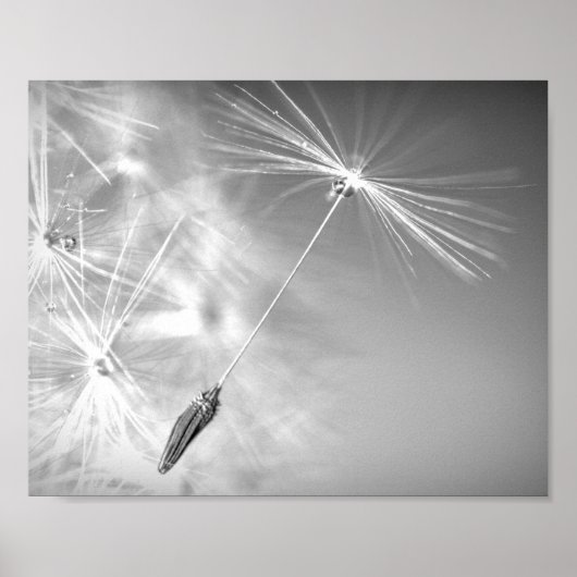 Dandelion Seed with Waterdrop Photography Wall Art Poster (Voorkant)