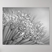 Dandelion Seed with Waterdrop Wall Art 2 Poster (Voorkant)