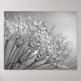 Dandelion Seed with Waterdrop Wall Art 2 Poster
