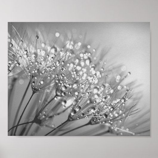 Dandelion Seed with Waterdrop Wall Art 2 Poster (Voorkant)
