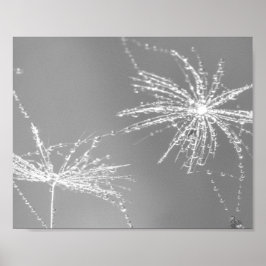 Dandelion Seed with Waterdrop Wall Art 3 Poster