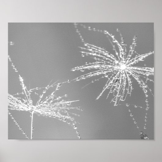 Dandelion Seed with Waterdrop Wall Art 3 Poster (Voorkant)