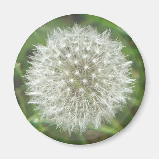 Dandelion Seedhead Magneet