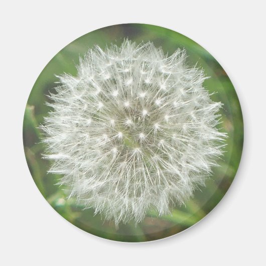 Dandelion Seedhead Magneet (Voorkant)