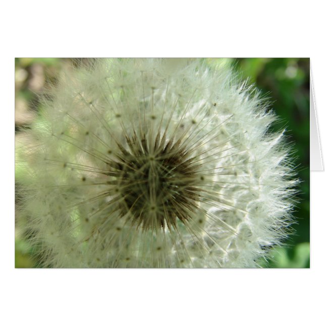 Dandelion Seeds (Voorkant Horizontaal)