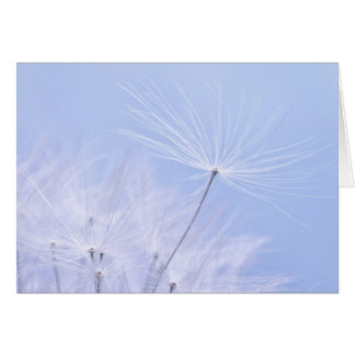 Dandelion Seeds