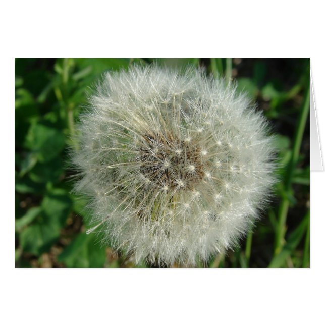 Dandelion Seeds (Voorkant Horizontaal)
