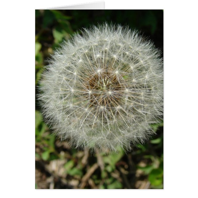 Dandelion Seeds (Voorkant)