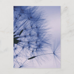 Dandelion Seeds Briefkaart