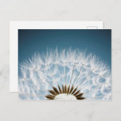 Dandelion Seeds Briefkaart (Voorkant / Achterkant)