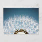 Dandelion Seeds Briefkaart (Voorkant)