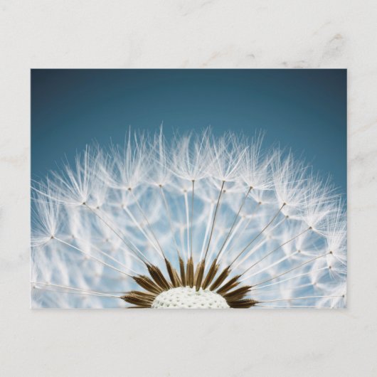 Dandelion Seeds Briefkaart (Voorkant)