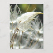 Dandelion Seeds Embrace Sensual Nature Briefkaart (Voorkant)