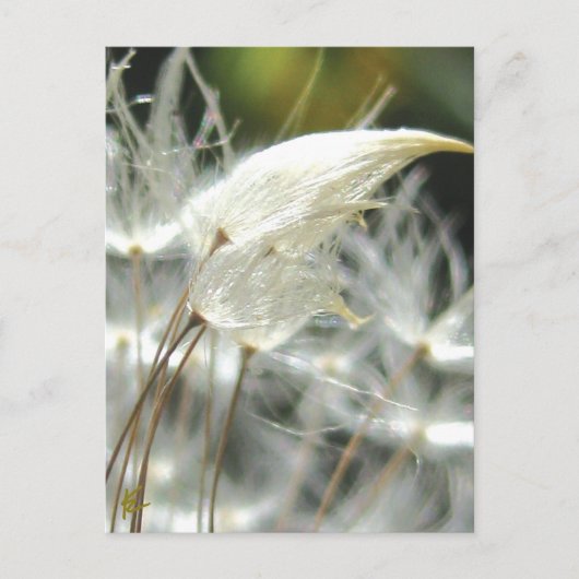 Dandelion Seeds Embrace Sensual Nature Briefkaart (Voorkant)