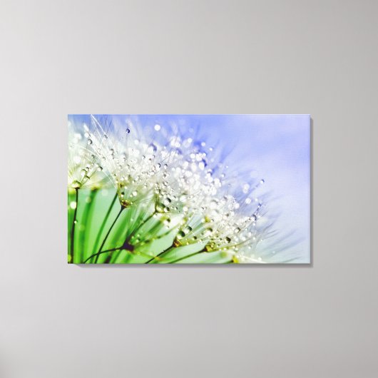 Dandelion Seeds met dew Droplets Canvas Afdruk (Voorkant)