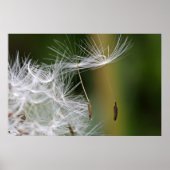Dandelion Seeds Poster (Voorkant)
