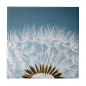 Dandelion Seeds Tegeltje (Voorkant)