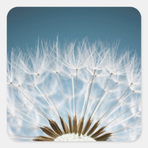 Dandelion Seeds Vierkante Sticker