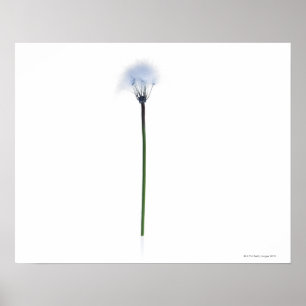 Dandelion stengel op witte achtergrond poster