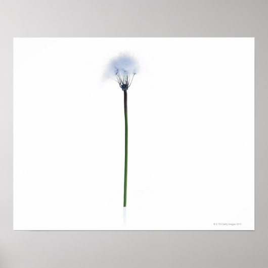 Dandelion stengel op witte achtergrond poster (Voorkant)