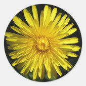 Dandelion Sticker (Voorkant)