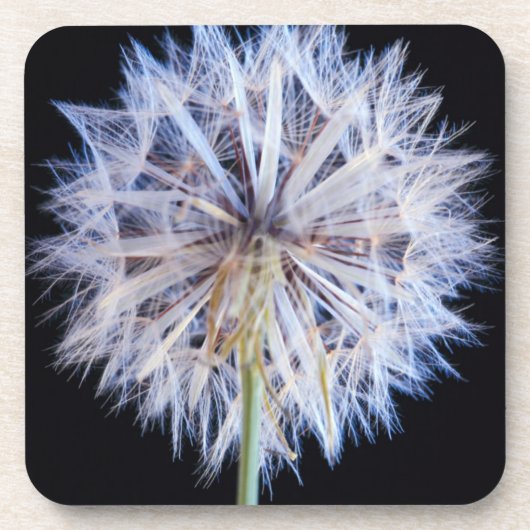 Dandelion (Taraxacum Officinale) zaadkop Bier Onderzetter (Voorkant)