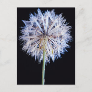 Dandelion (Taraxacum Officinale) zaadkop Briefkaart