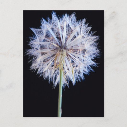 Dandelion (Taraxacum Officinale) zaadkop Briefkaart (Voorkant)