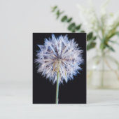 Dandelion (Taraxacum Officinale) zaadkop Briefkaart (Staand voorkant)