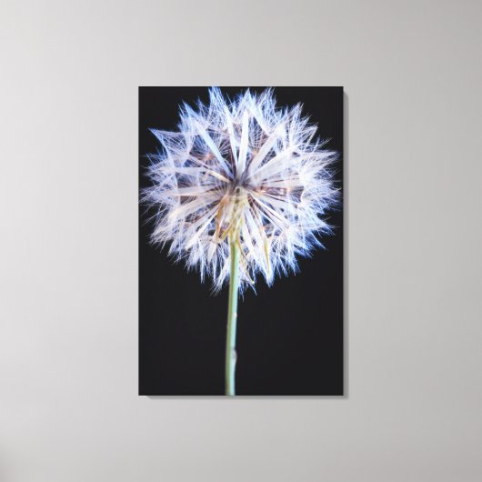 Dandelion (Taraxacum Officinale) zaadkop Canvas Afdruk (Voorkant)
