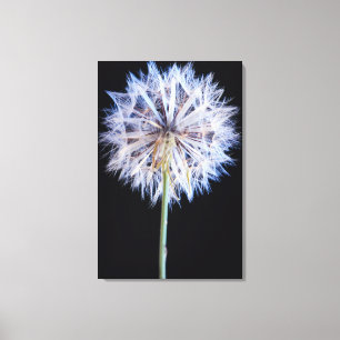 Dandelion (Taraxacum Officinale) zaadkop Canvas Afdruk