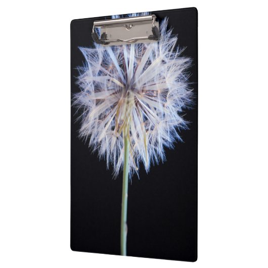 Dandelion (Taraxacum Officinale) zaadkop Klembord (Links)