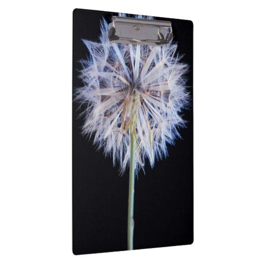 Dandelion (Taraxacum Officinale) zaadkop Klembord (Rechts)