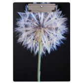 Dandelion (Taraxacum Officinale) zaadkop Klembord (Voorkant)