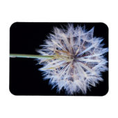 Dandelion (Taraxacum Officinale) zaadkop Magneet (Horizontaal)