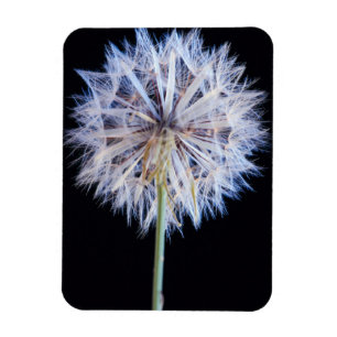 Dandelion (Taraxacum Officinale) zaadkop Magneet
